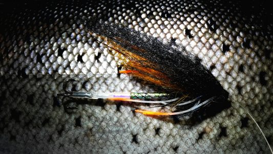 My faithful wake fly ”Blæksprutten”, got me the first fish of the season.